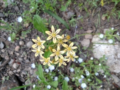 Triteleia ixioides anilina
