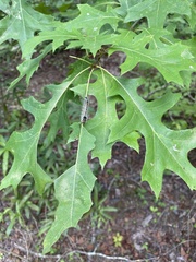 Datana perspicua