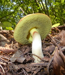 Hemileccinum depilatum