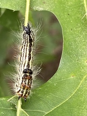 Datana perspicua