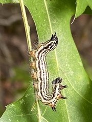 Datana perspicua