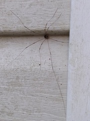 Leiobunum bimaculatum