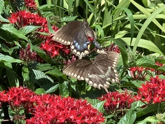Papilio troilus image