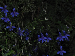 Delphinium consolida