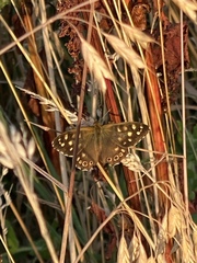 Pararge aegeria