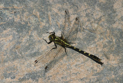 Neogomphus molestus