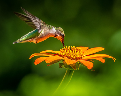 Ruby-throated Hummingbird photographed in Kentucky