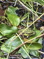 Pelophylax