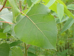 Populus deltoides deltoides