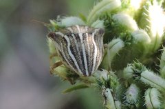 Ancyrosoma leucogrammes