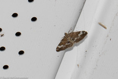 Perizoma alchemillata