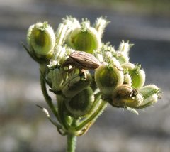 Ancyrosoma leucogrammes
