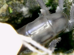 Arthropoda