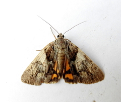 Catocala blandula