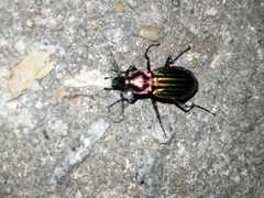 Carabus lineatus lateralis