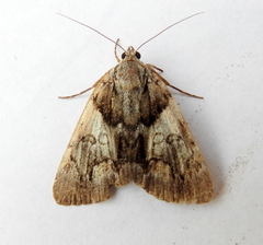 Catocala blandula
