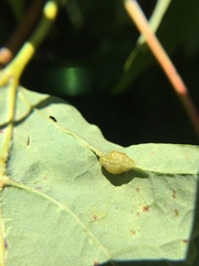 Dasineura communis