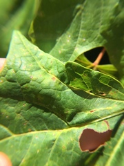 Dasineura communis