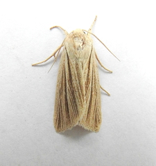 Acronicta insularis