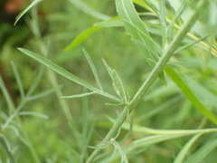 Centaurea stoebe australis