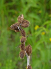 Xanthium strumarium canadense