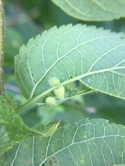 Celticecis pyriformis