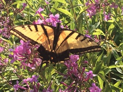 Papilio multicaudata