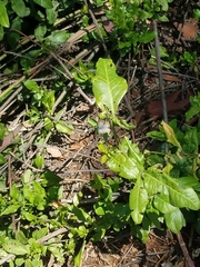 Papilionoidea