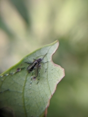 Stegomyia