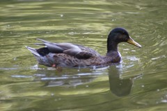 Anas platyrhynchos