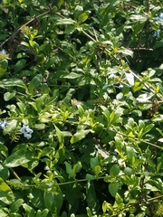 Papilionoidea