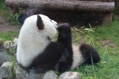 Ailuropoda melanoleuca