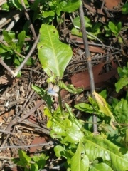 Papilionoidea