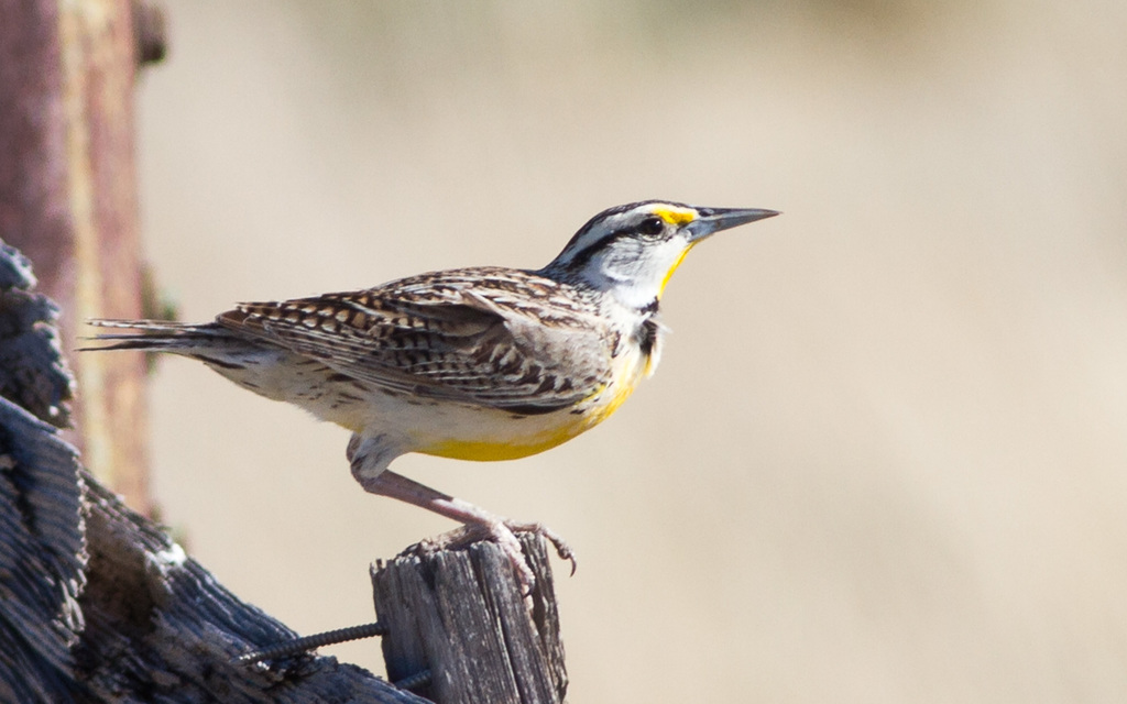 Chihuahuan Meadowlark