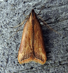Dichomeris heriguronis