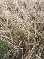 Hordeum vulgare