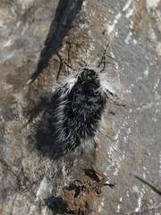 Lycia alpina