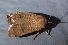 Abagrotis