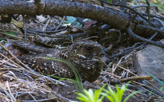 Antrostomus arizonae