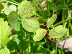 Pseudopeziza medicaginis