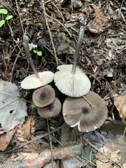 Entoloma fuscosquamosum