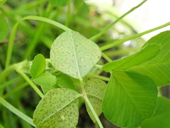 Pseudopeziza medicaginis