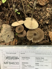 Entoloma fuscosquamosum
