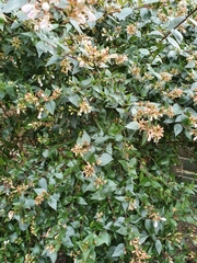 Abelia × grandiflora
