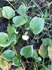 Calla palustris