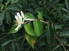 Lonicera
