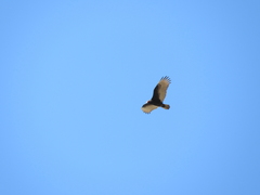 Cathartes aura