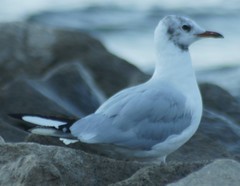 Chroicocephalus ridibundus