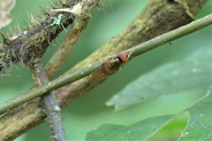 Rhingia