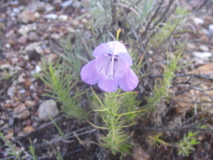 Penstemon leonensis